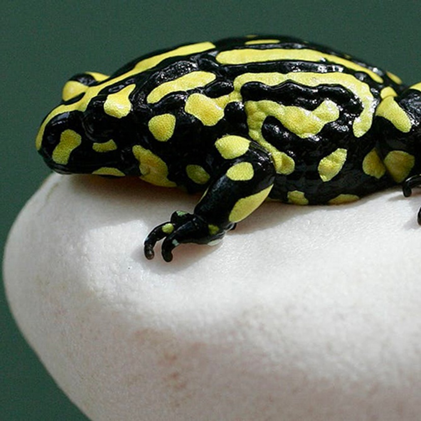 yellow and black frog