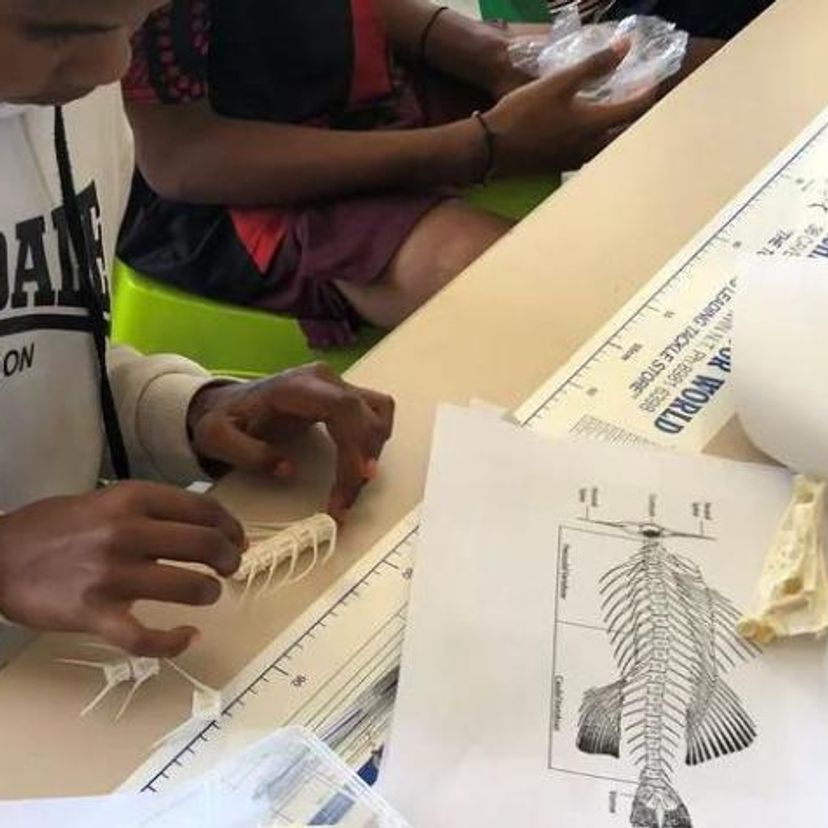 Students learning about fish skeletal system using reference collections, Credit Morgan Disspain