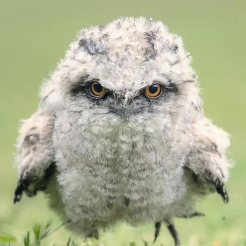 Tawny frogmouth chick on the ground