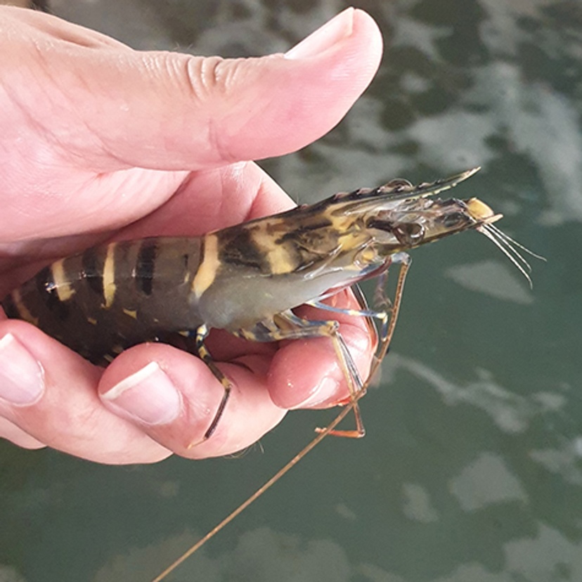 Prawn tiger credit Southern Cross University