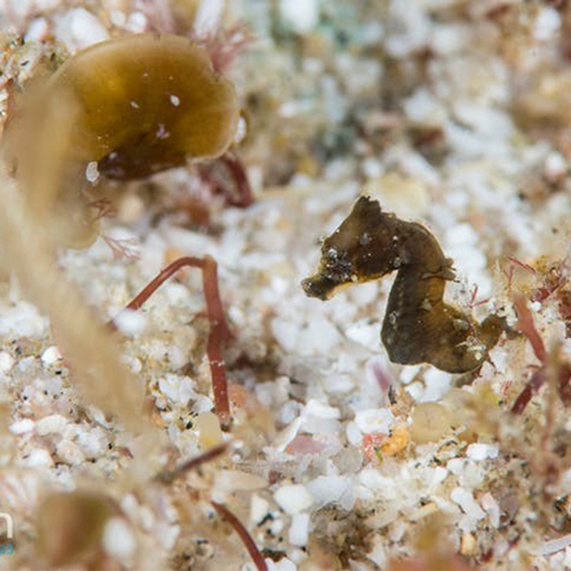 A juvenile Hippocampus nalu. Credit: Richard Smith