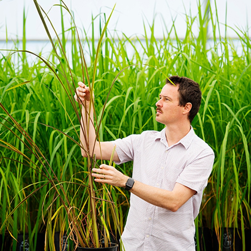 Associate Tobias Kretzschmar with a black rice diversity panel growing in the polytunnel facility at NSW DPI Wollongbar. The Australian Research Council Linkage funded project will explore future breeding of quality black rice cultivars that can exploit the subtropical and northern Australian growing environments to enable domestic production of high-value, healthy black rice.