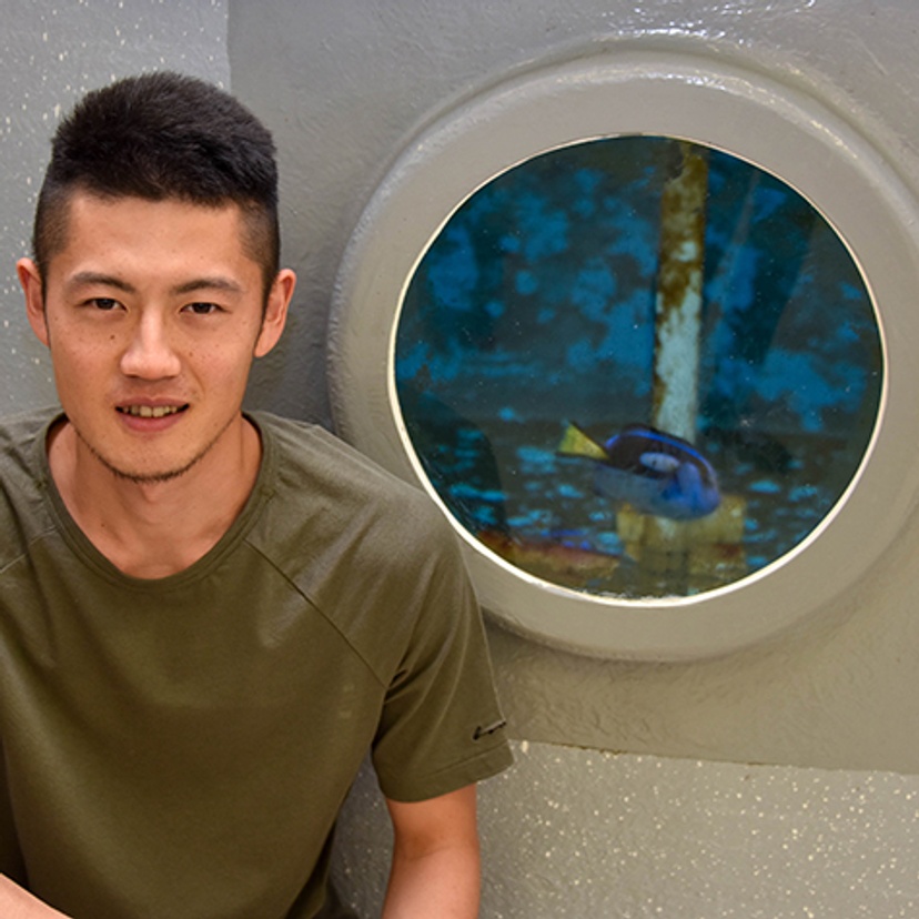 Tomoki Mishina blue tang fish at National Marine Science Centre Coffs Harbour