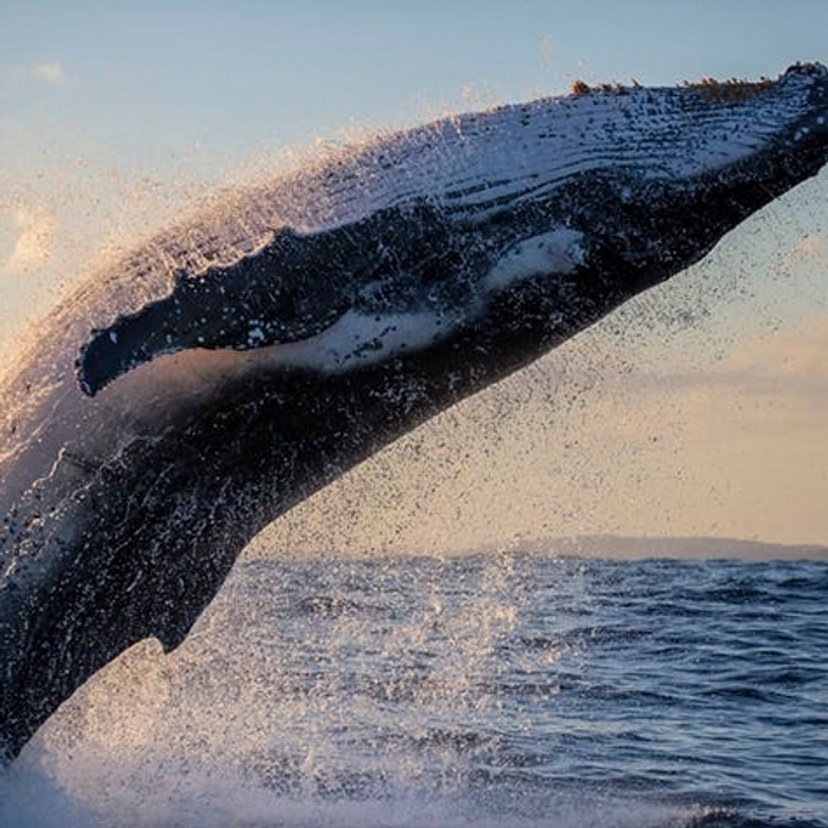 Whale shutterstock image