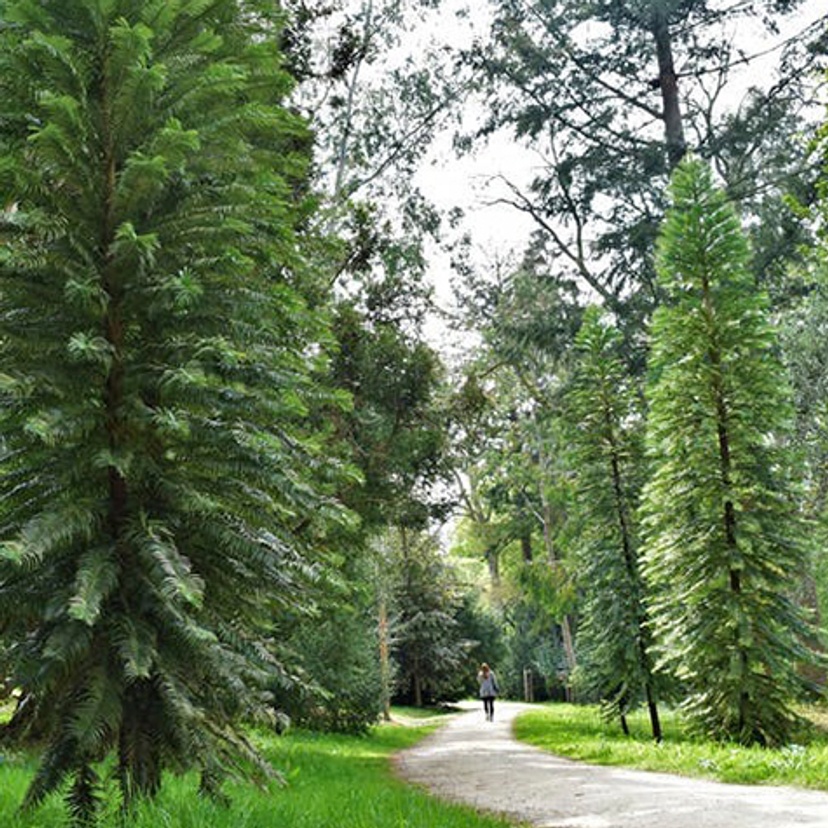 Wollemi pines growing in Coates Wood, United Kingdom.