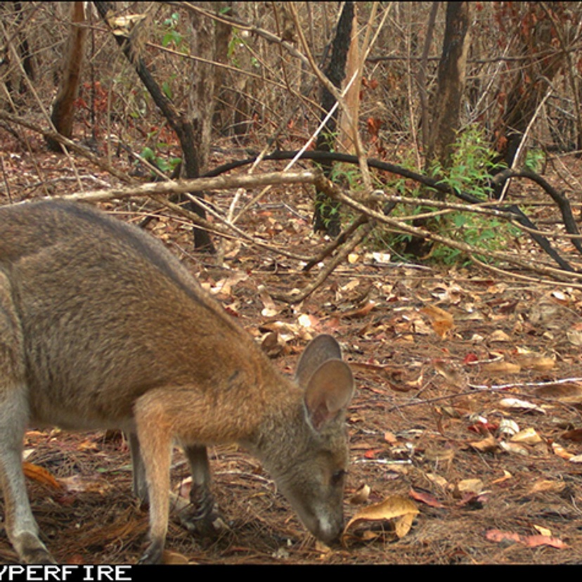 A black-striped wallaby in a post-fire environment (credit Darren McHugh).