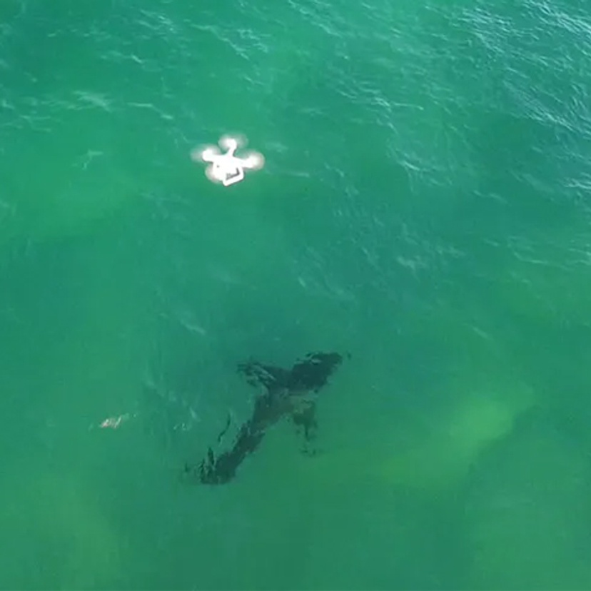 Drone and shark below surface - photo credit Andrew Colefax