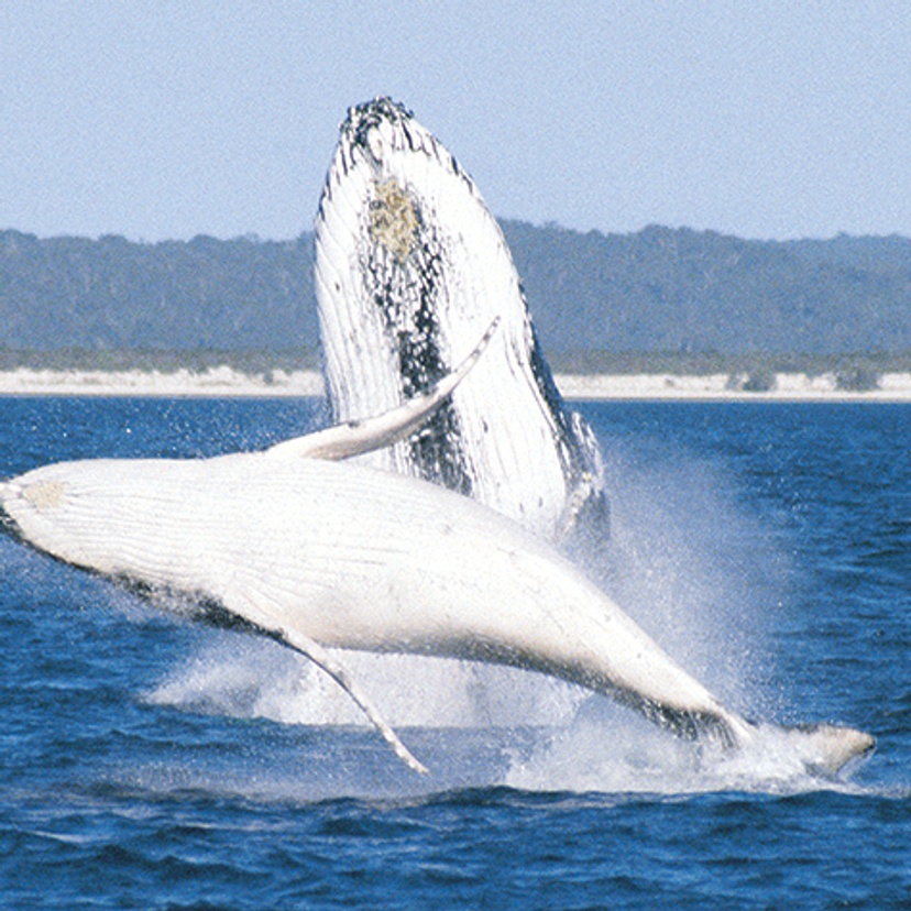 Whale and calf breaching