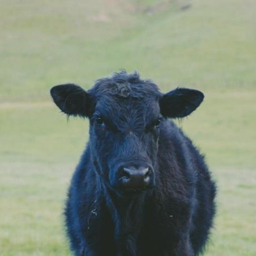 Black beef cow