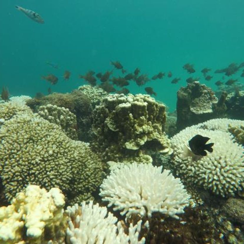 White corals that look like skeletons