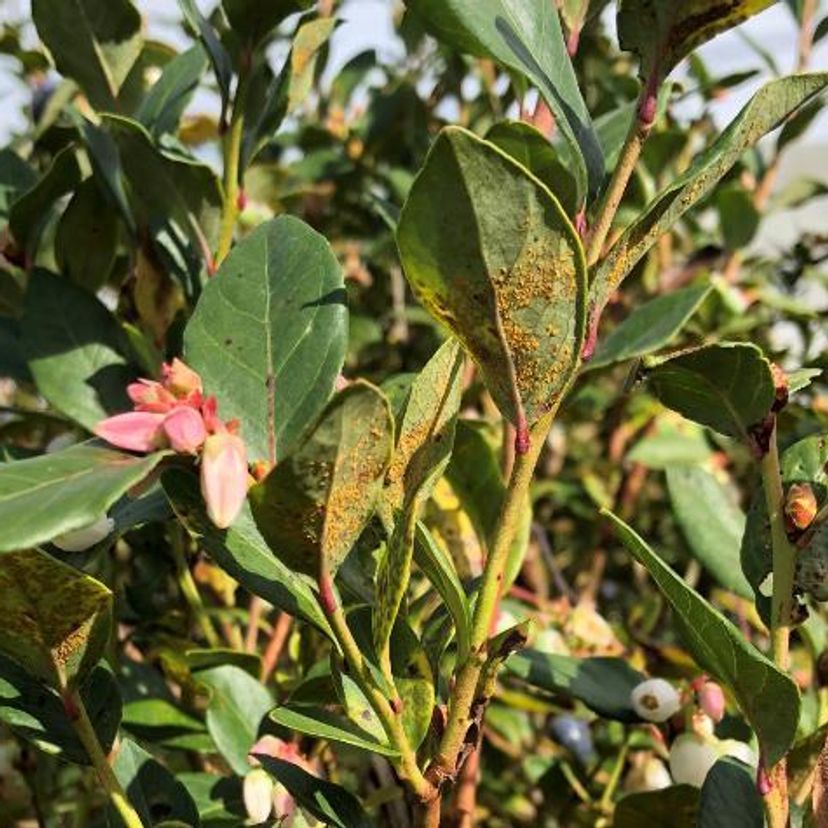 Rust infected blueberry leaves showing yellow rust pustules on undersides of leaves