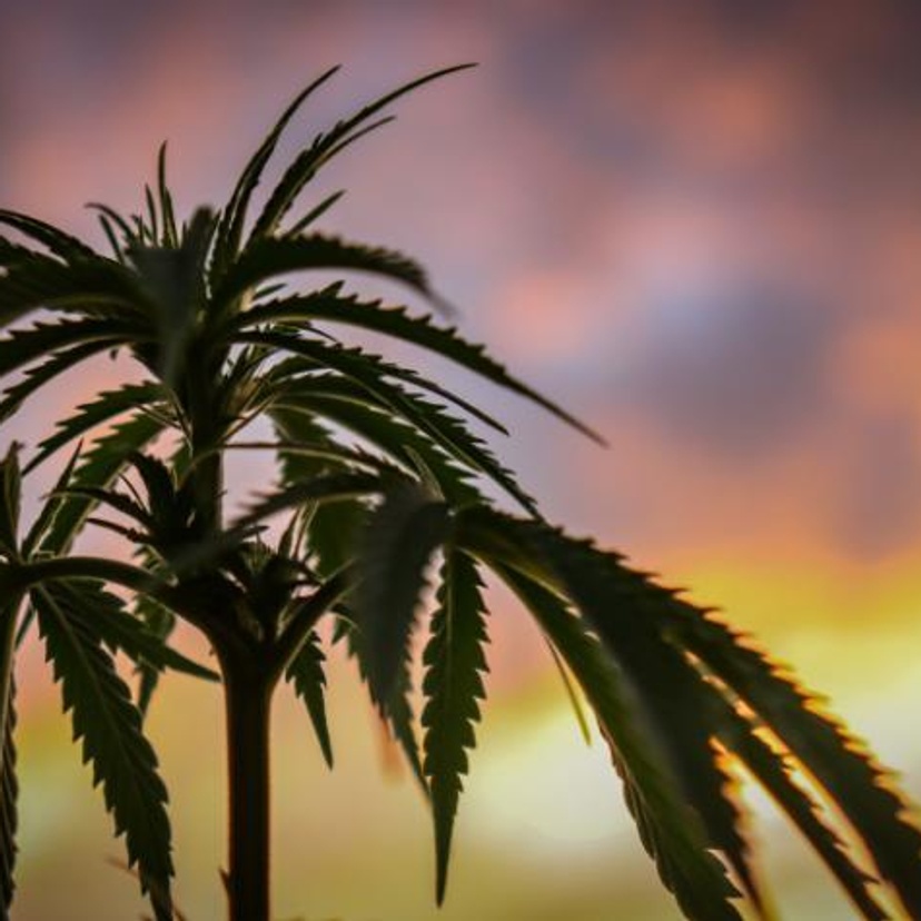 A cannabis plant against backdrop of sunset