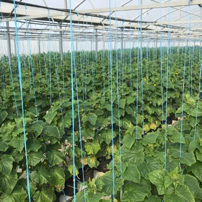 A cucumber hothouse filled with mature plants