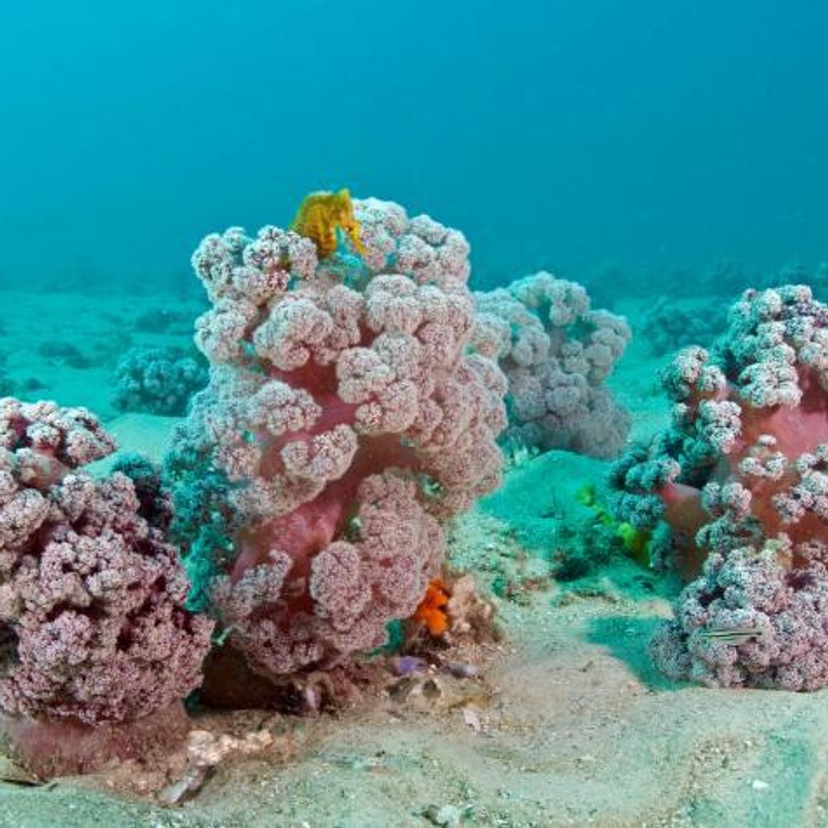 A purple coral that looks like a cauliflower with a yellow seahorse