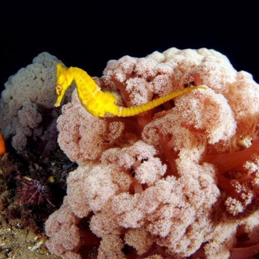 Cauliflower-like coral with yellow seahorse