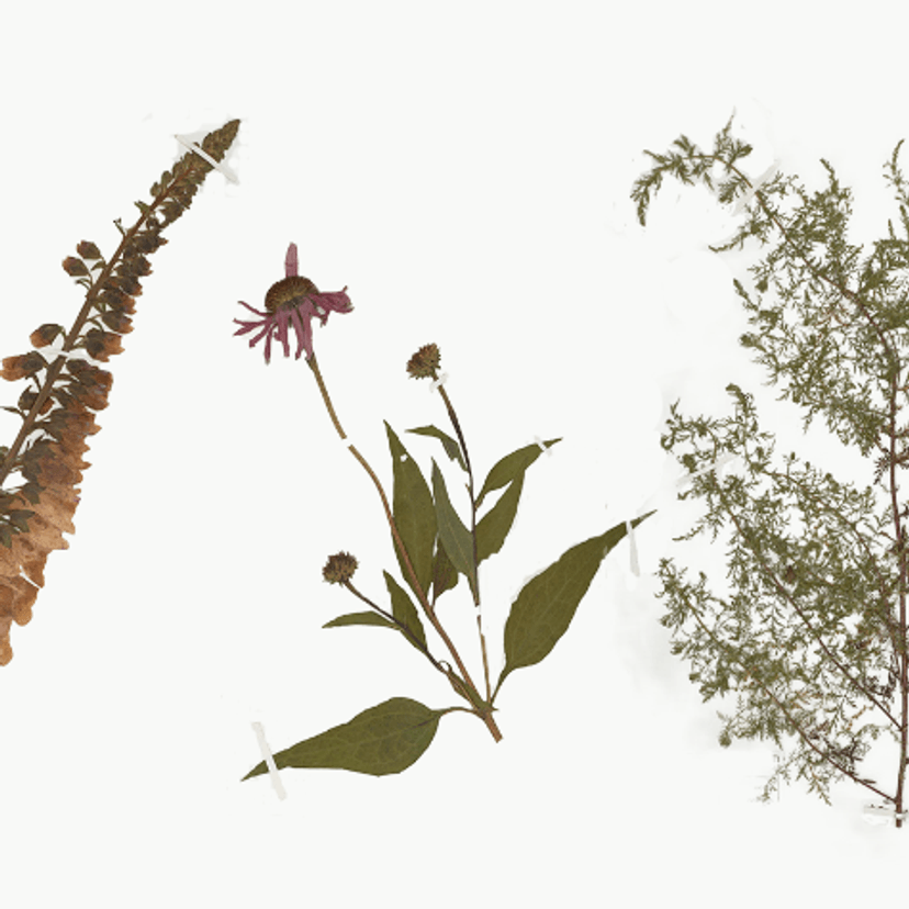 Specimens held at the University’s Medicinal Plant Herbarium