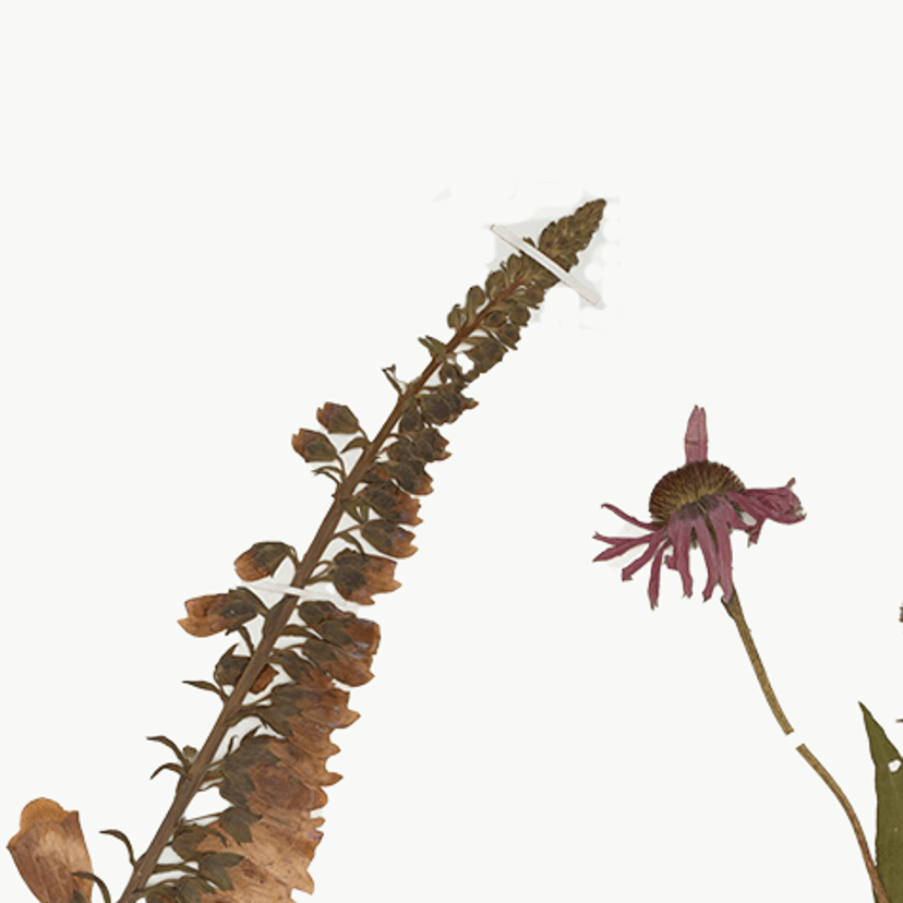 Specimens held at the University’s Medicinal Plant Herbarium
