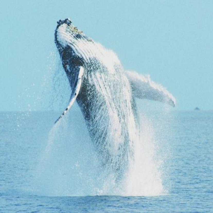 Humpback whale breaching