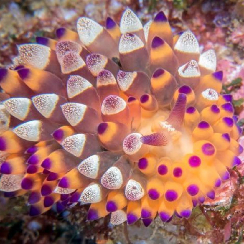 A marine slug with colourful skin in pink, yellow and white nodules