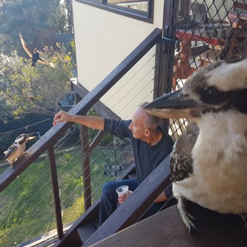 Professor Christidis feeding kookaburras