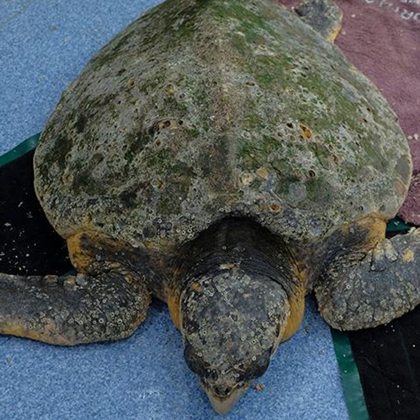 Loggerhead sea turtle