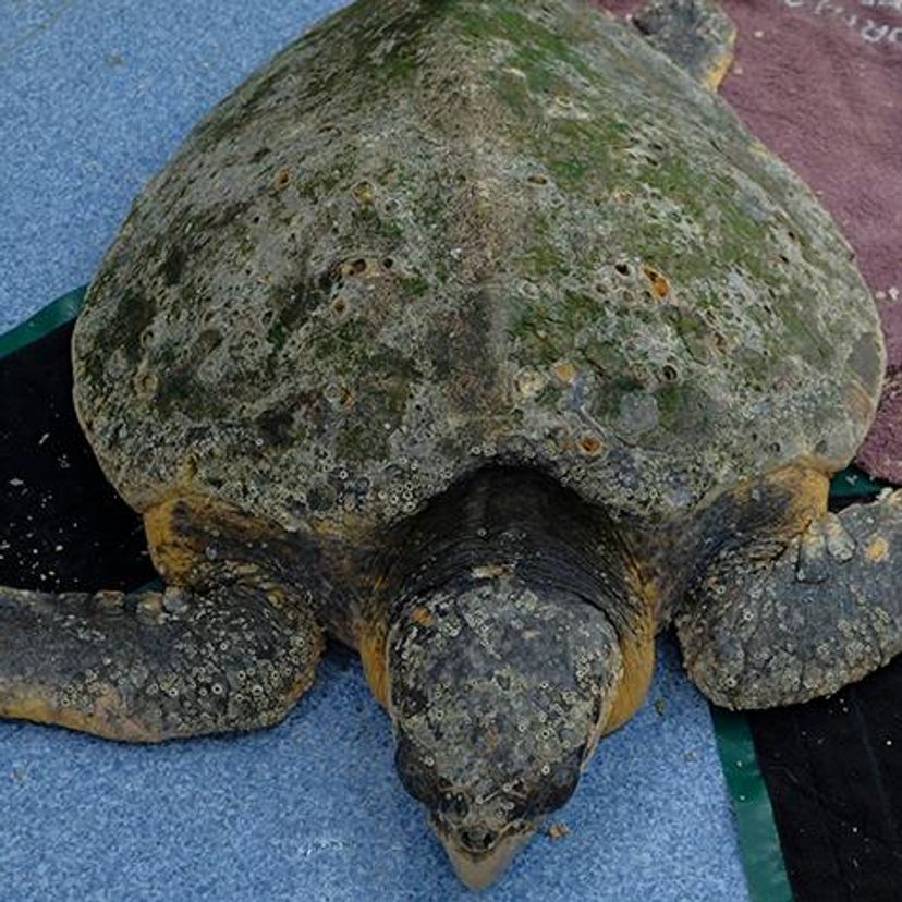 Loggerhead sea turtle