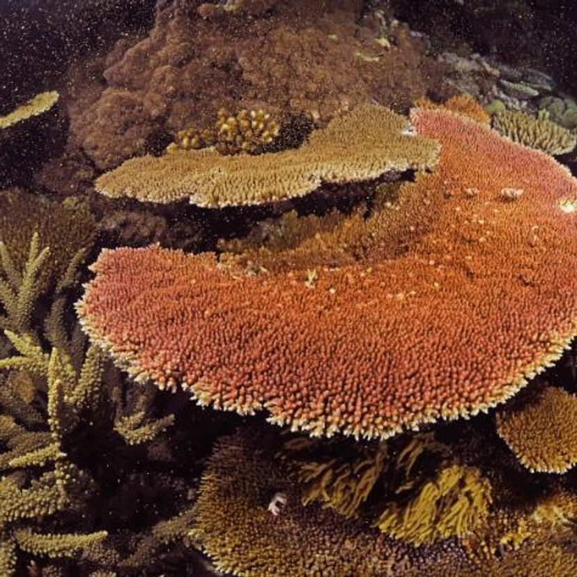 Plate corals releasing egg and sperm bundles during spawning