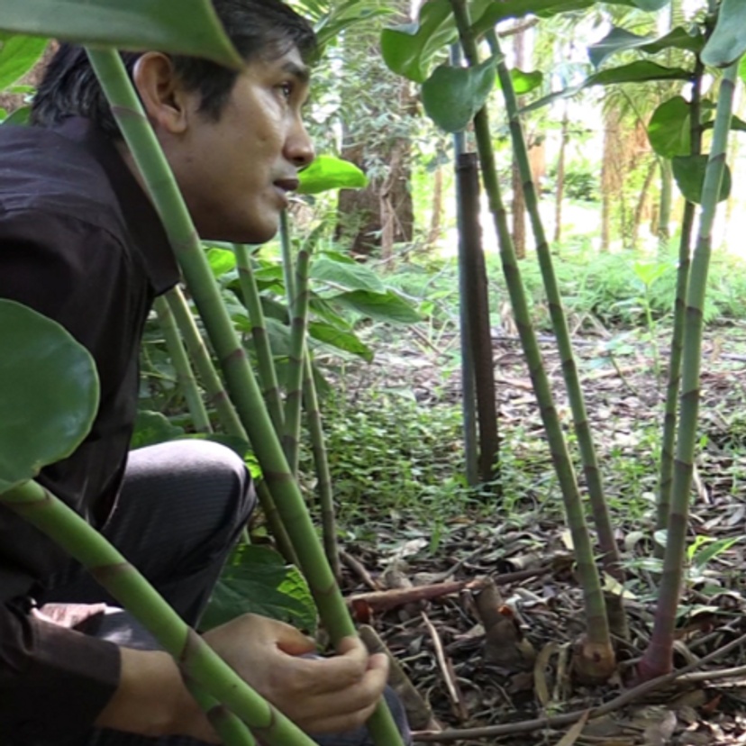 Myanmar community leader exploring a local garden