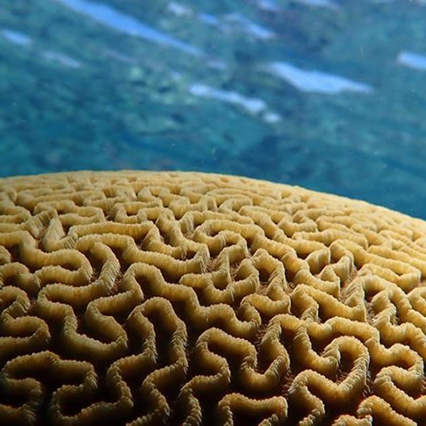 A coral colony against blue water