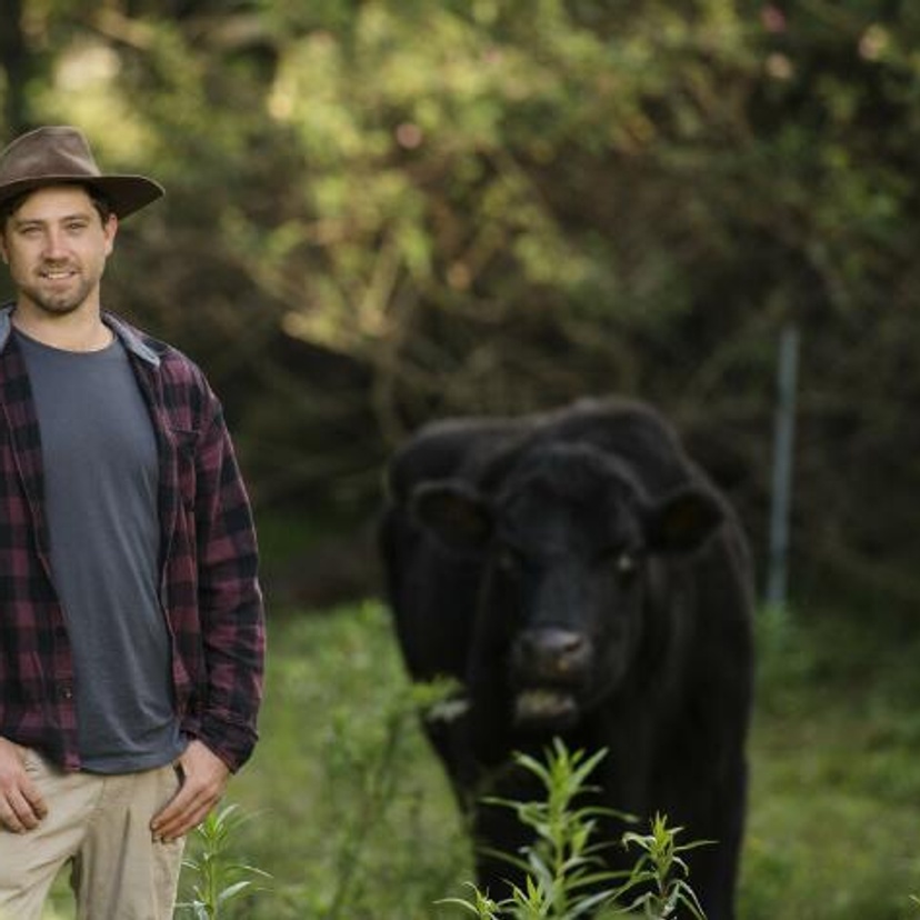 A man in a paddock with a black cow