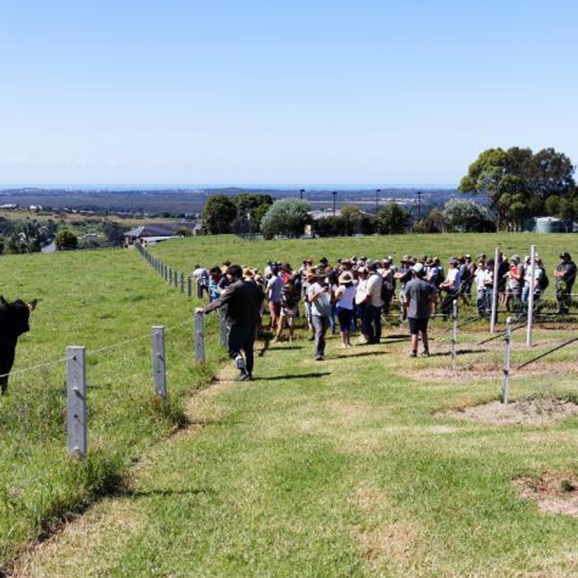 A group of people on a farm, standing near fencing and a black cow
