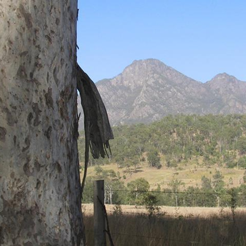 Close-up of a spotted gum tree with a mountain range in the background