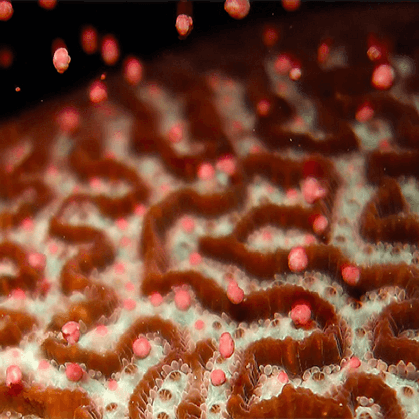 A coral spawning credit Anna Scott