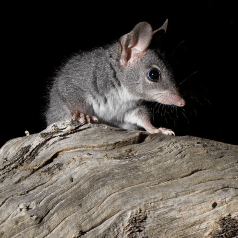 A small mouse-like, tree climbing marsupial