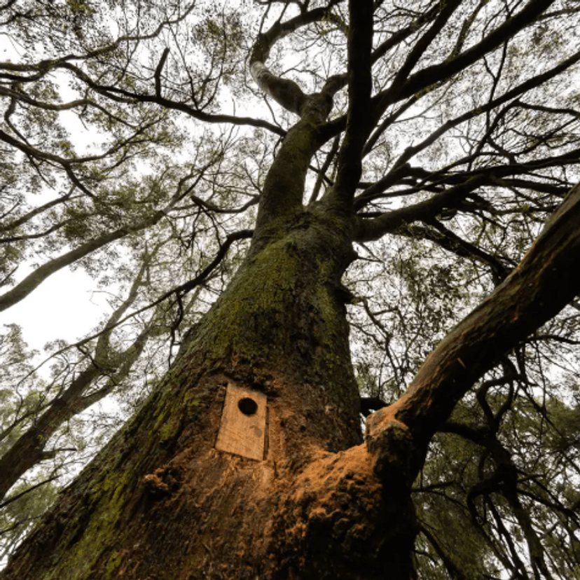 Tree canopy seen from below with a little door on side of one tree