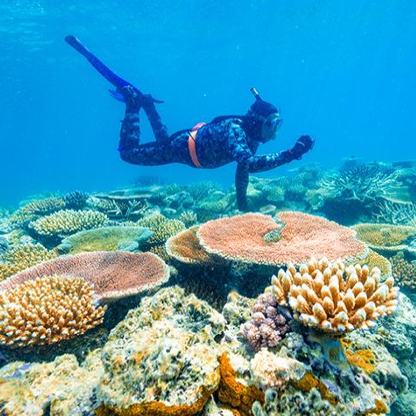 Peter Harrison inspecting coral reef at North Point off Lizard Island