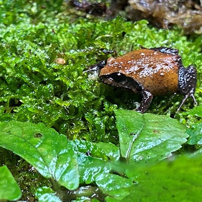 A small brown frog surrounded by green vegetation