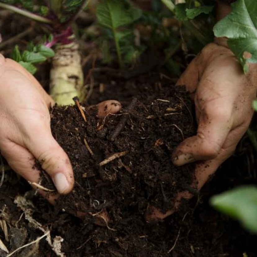 A handful of soil