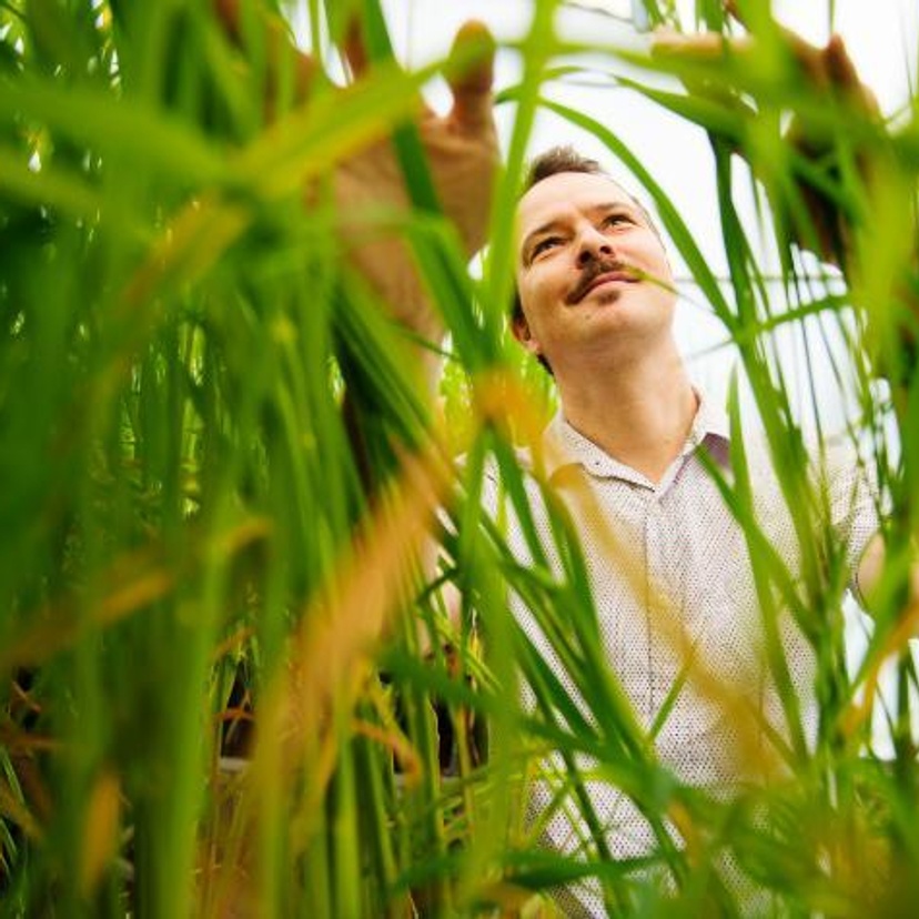 Associate Professor Tobias Kretzschmar with rice crop