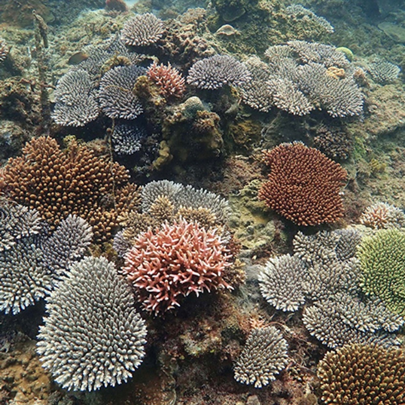 restored corals growing on degraded reefs in Philippines