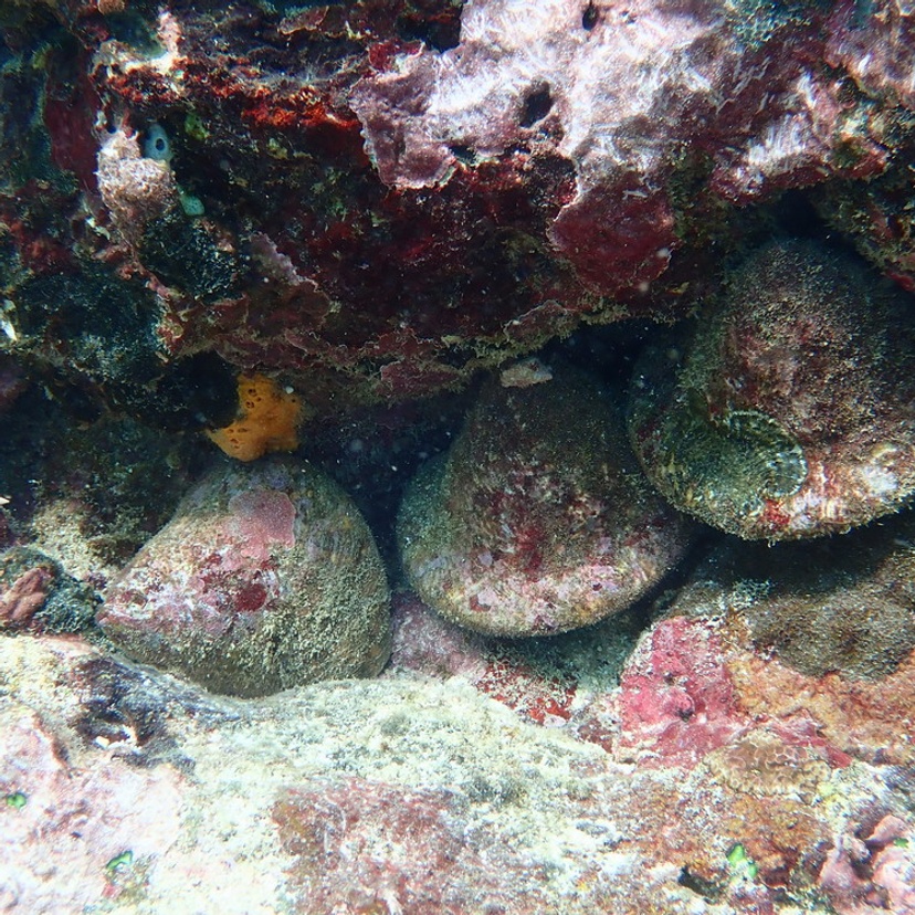 Three sea snail shells under a ledge