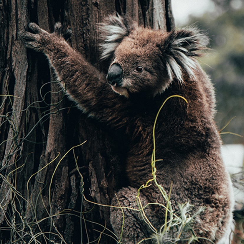 Koala climbing burnt tree trunk