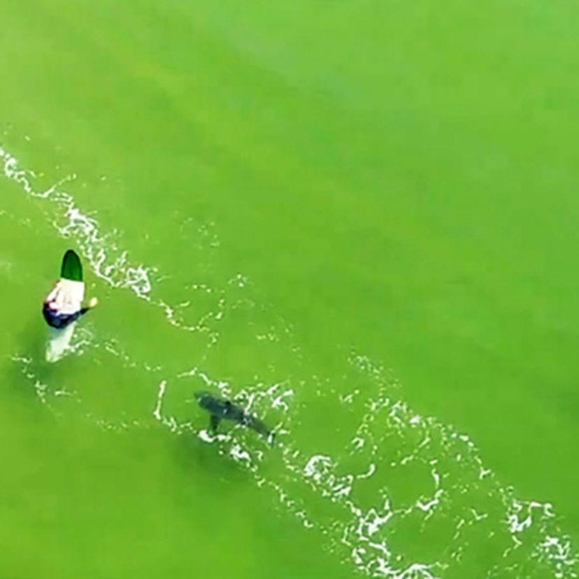 Surfer and shark 850-560