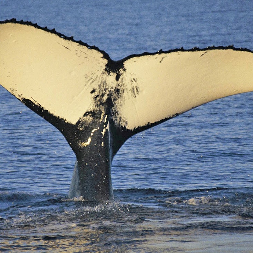 Fluke of whale 'Nala' photographed by Dr Trish Franklin