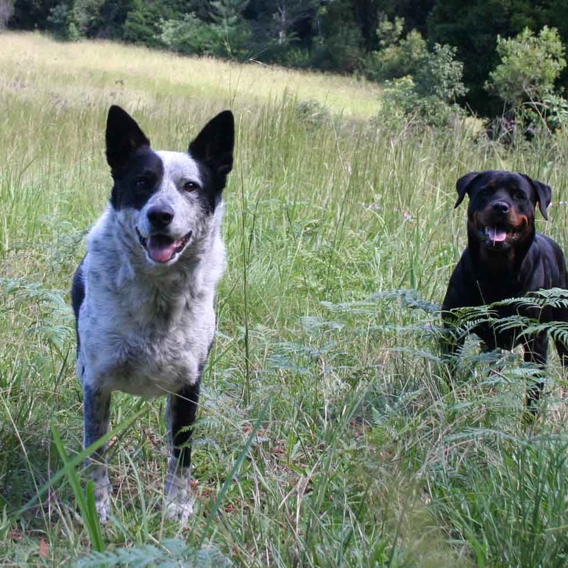 Companion animals Ziggy and Rose