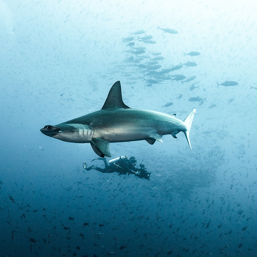 Todd Thimios underwater