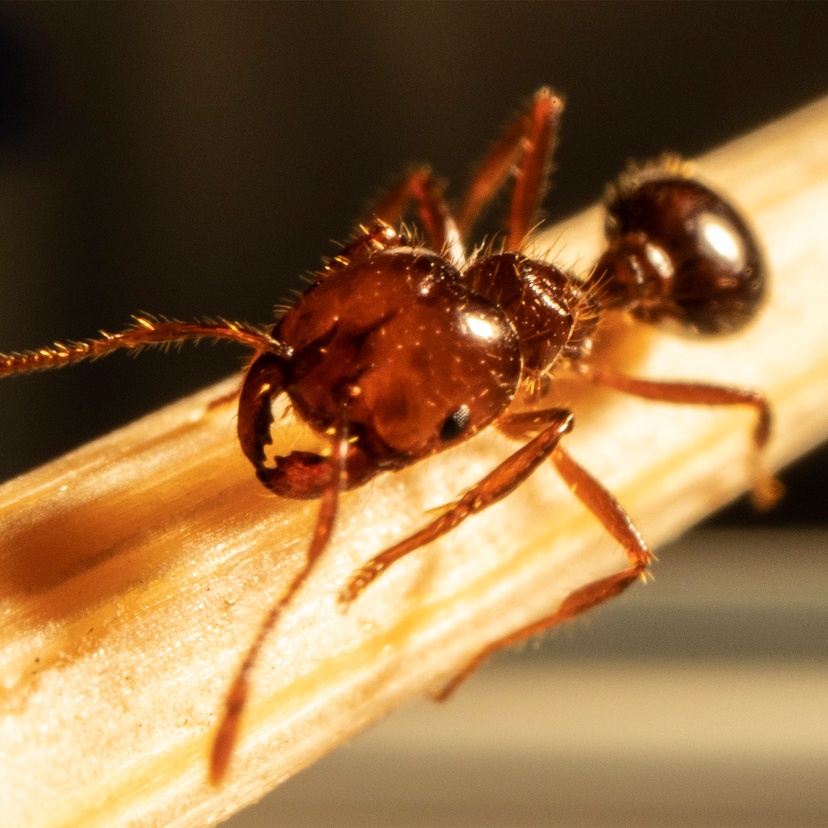 An extreme closeup of a fire ant