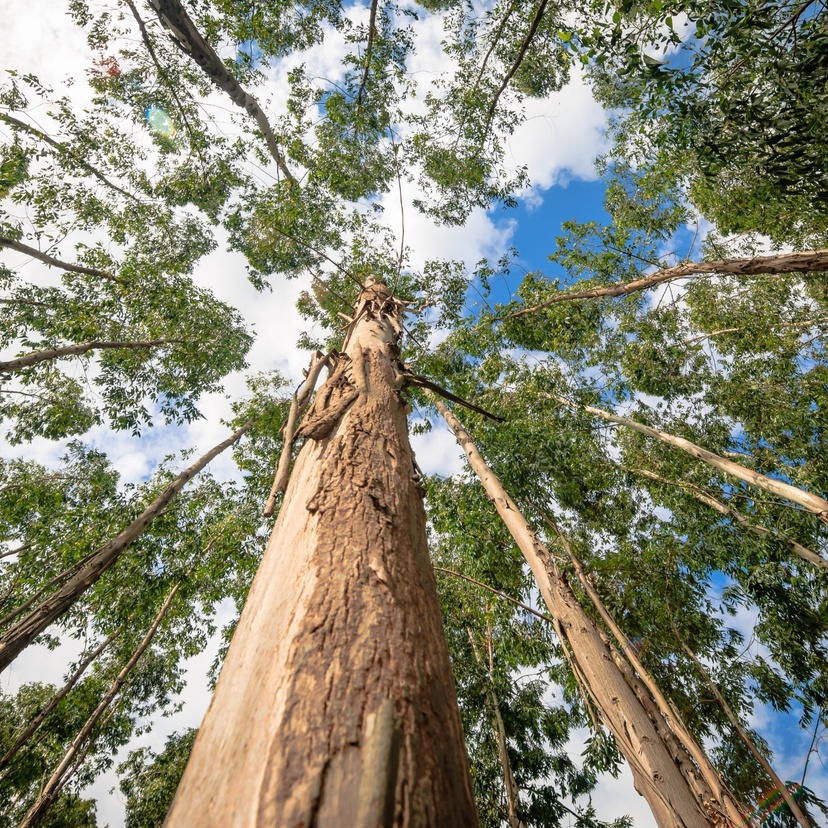 Tall eucalyptus trees