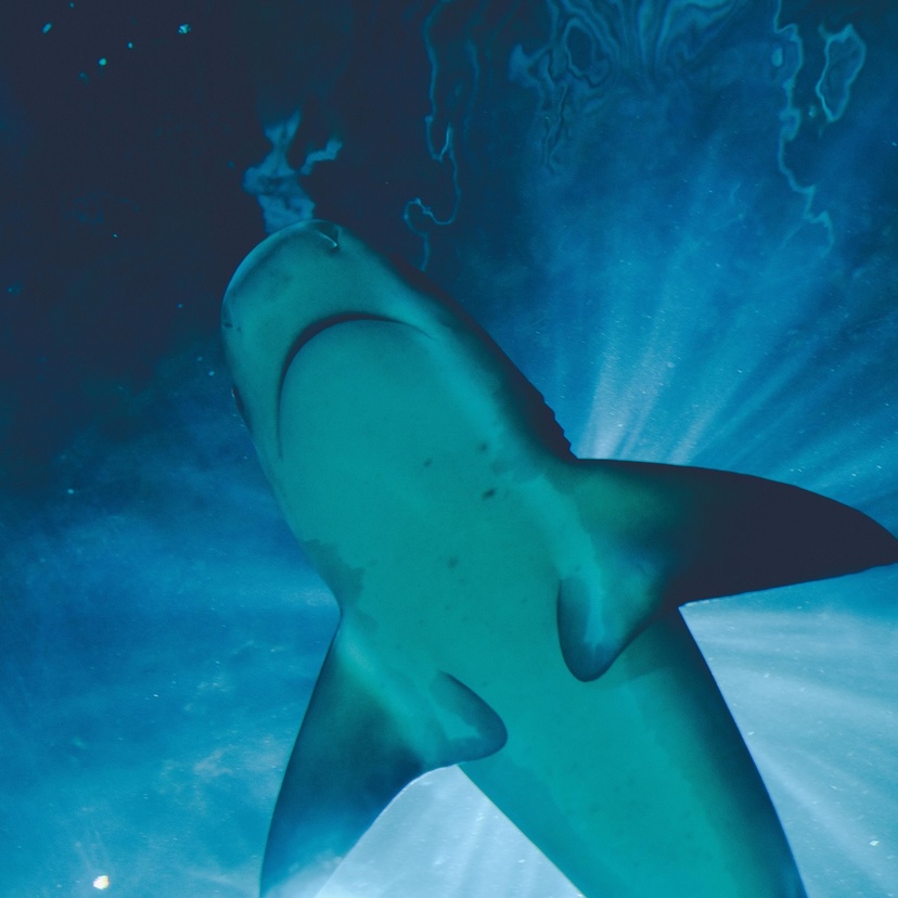 A shark swimming, taken from below