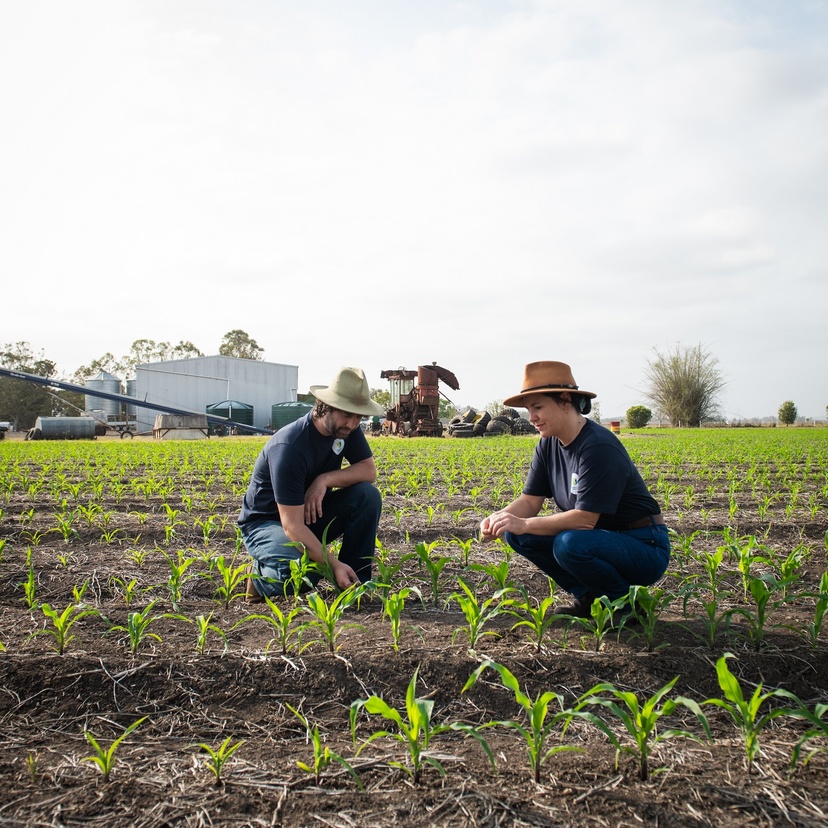Two people examine a small corn crop in a rural setting